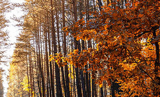 卡盟自助下单24小时业务流程与技巧，助您实现业务增长